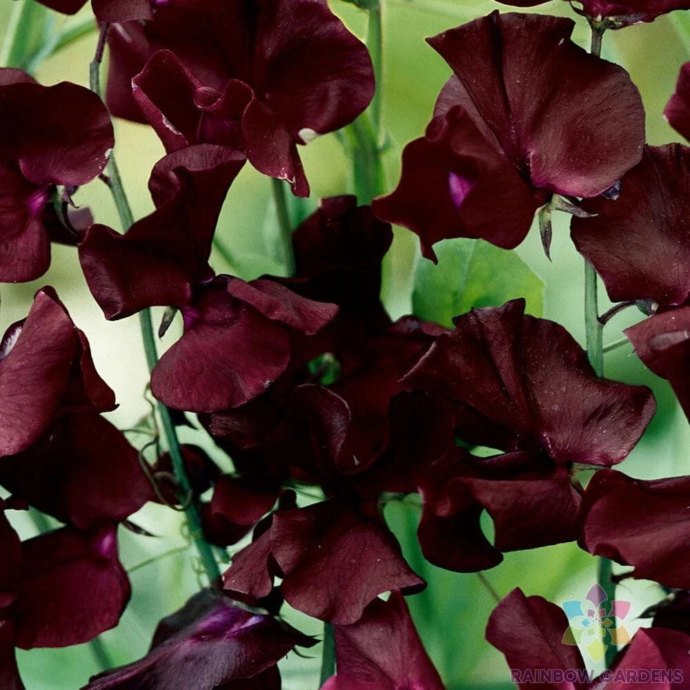 Beaujolais Sweet Pea Seeds - 50+ Pack for Garden Planting - Lathyrus odoratus - USA