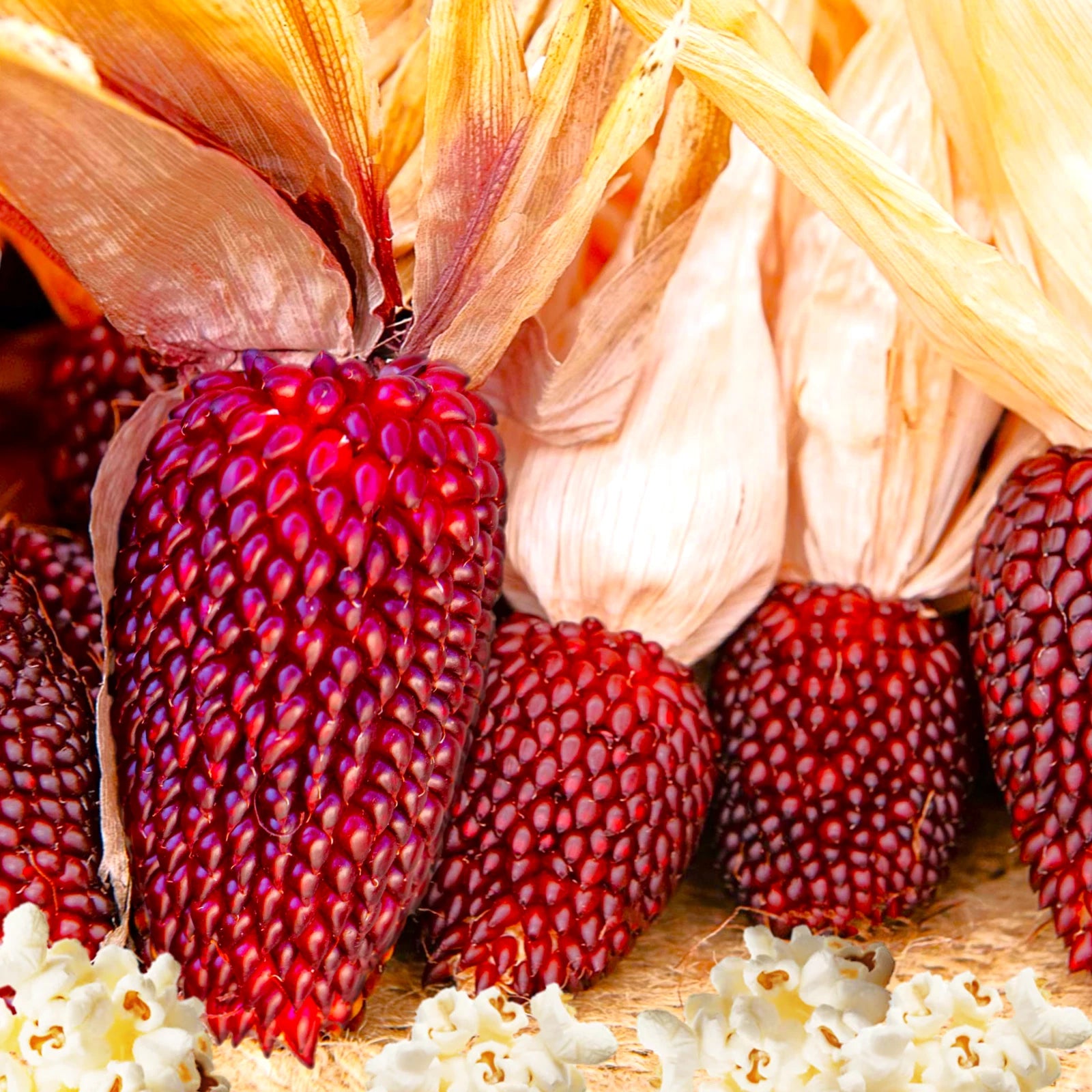 Strawberry Popcorn Seeds | Mini Red Popping Cherry Corn Seed ...
