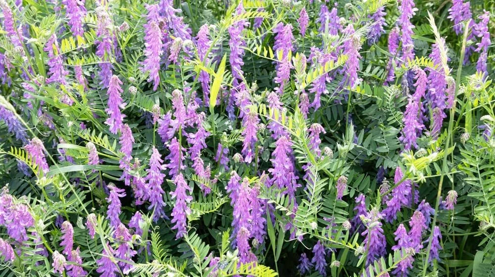 Hairy Vetch Seeds for Planting - Cover Crop, Bee Pasture, Pollinator, Winter Hardy (Vicia villosa)