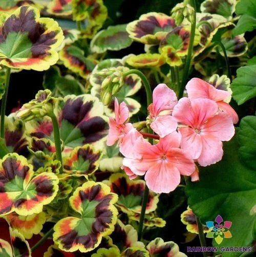 seed geranium colors Mrs. Henry Cox Geranium Seeds - 25+ Color Variety - Ideal for Garden