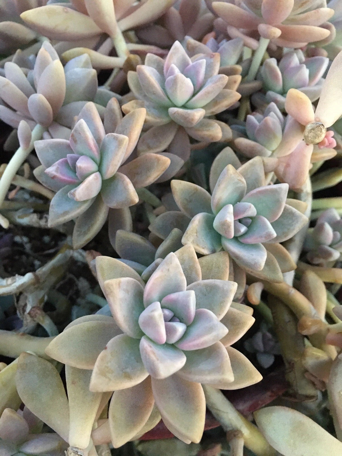 ghost plant succulent propagation Graptopetalum Paraguayense Ghost Plant Succulent Cuttings