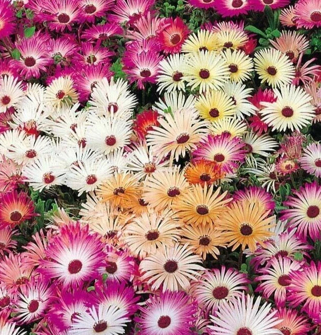 Ice Plant Flower Seeds 4000+ Annual Mixed Colors - Fig Marigold (Livingstone Daisy) for Vibrant Garden Blooms