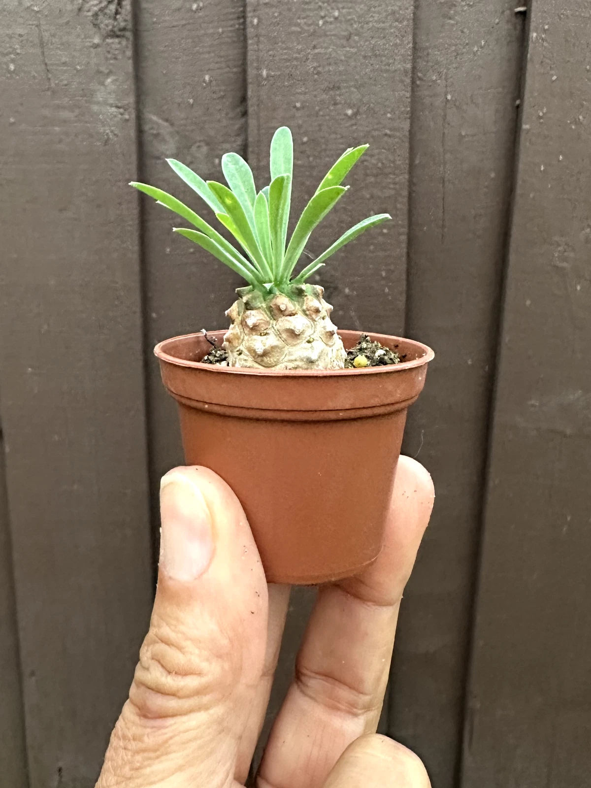 succulent starter plants Euphorbia 'Cocklebur' Starter Plant - 1 3/4 Inch Pot - Euphorbia × japonica