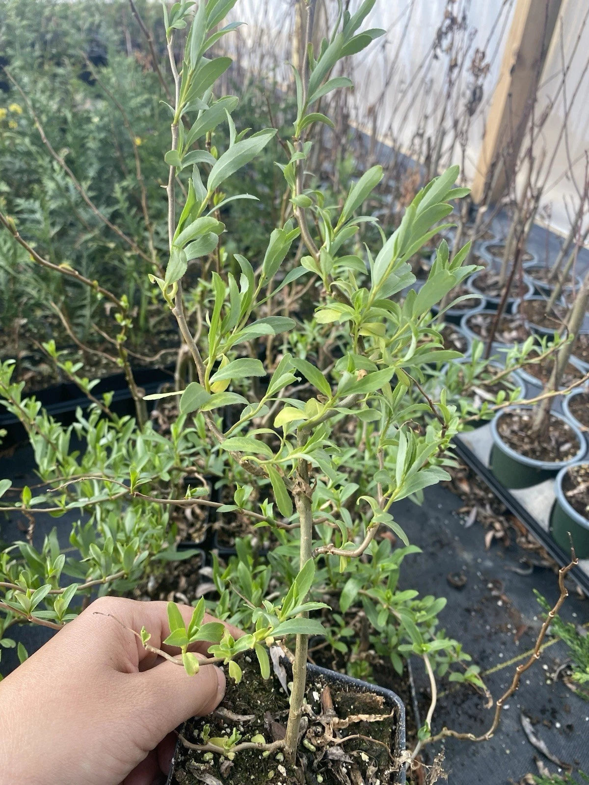 salix plant in pot Curly Weeping Willow Tree 4" Pot Corkscrew Willow (Salix babylonica)