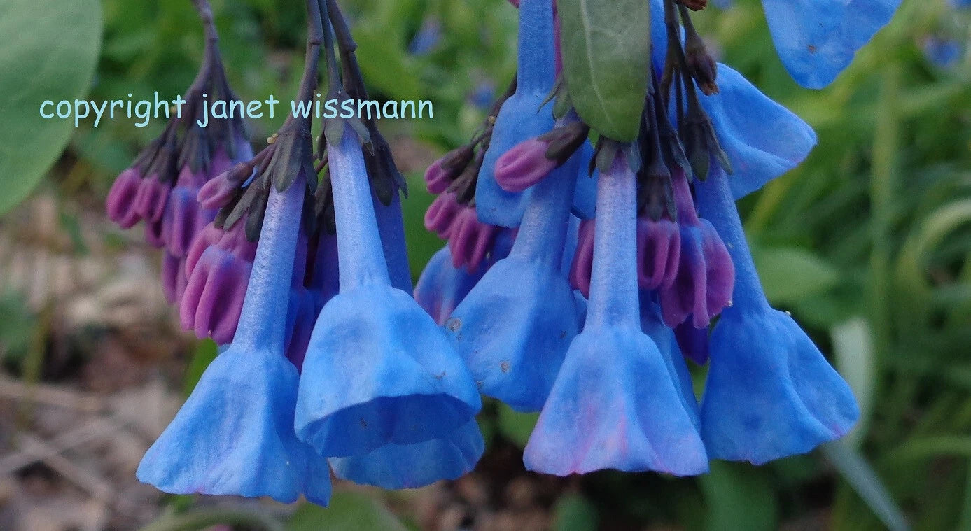 50 Fresh Seeds Virginia Bluebells Wildflower (Mertensia virginica) Native Woodland Plant for Winter Garden