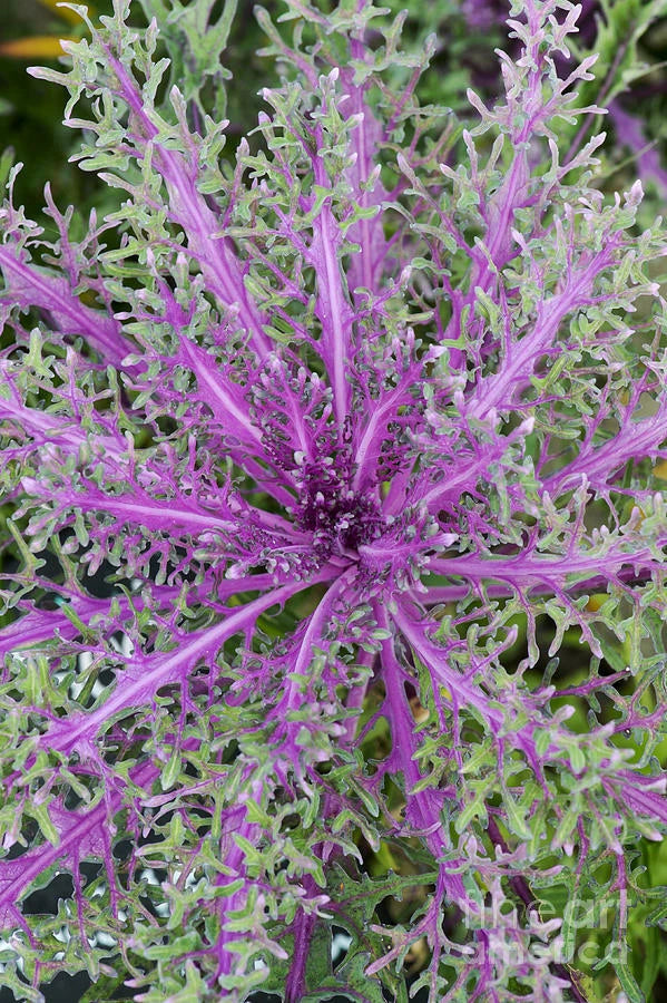 Ornamental Kale Flower Seeds - Peacock Red - 40 Fresh Seeds - Brassica oleracea