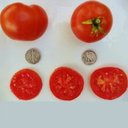 Bonny Best Tomato Seeds - 25 Fresh Seeds - Heirloom Variety - Solanum lycopersicum