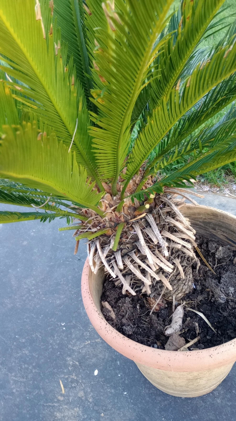 King Sago Palm Tree Live Plant 4' Tall Indoor Outdoor Cycas revoluta 25 Years+