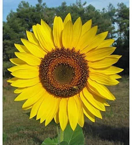 large sunflower seeds for planting Giant Sunflower Seeds for Planting | 50 Seed Packet