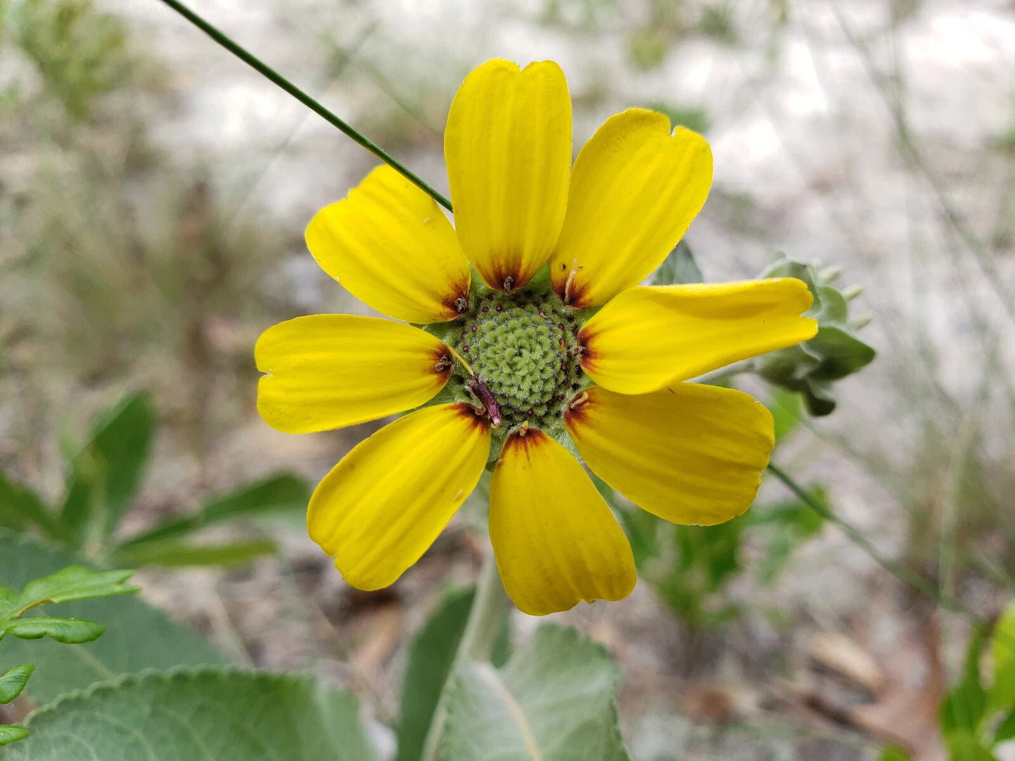 Chocolate Daisy Seeds | 15 Organic Soft Greeneyes Seeds | Florida Native Flower | Berlandiera lyrata