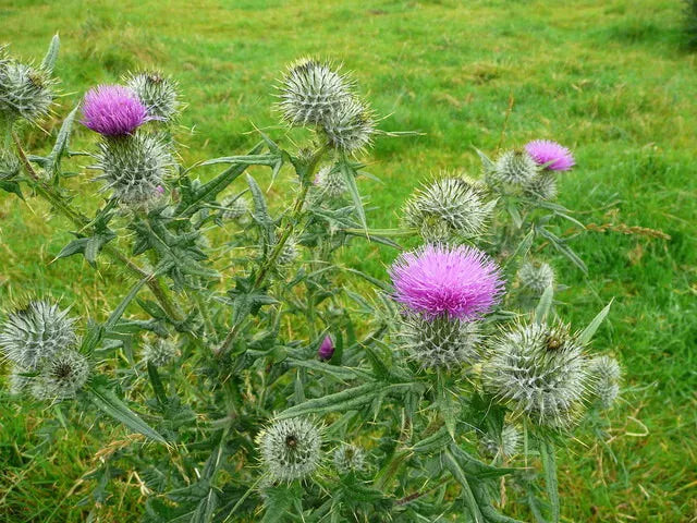 thistle seeds for planting Spear Thistle Seeds - 200+ Pack for Garden Planting - Cirsium vulgare