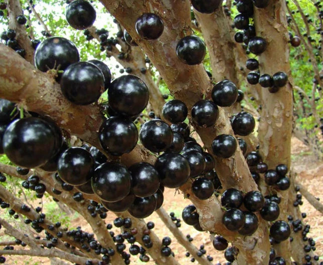 Black Jaboticaba Tree Live Plant, 1 Feet Tall, Well Rooted, Plinia cauliflora, Tropical Fruit Tree