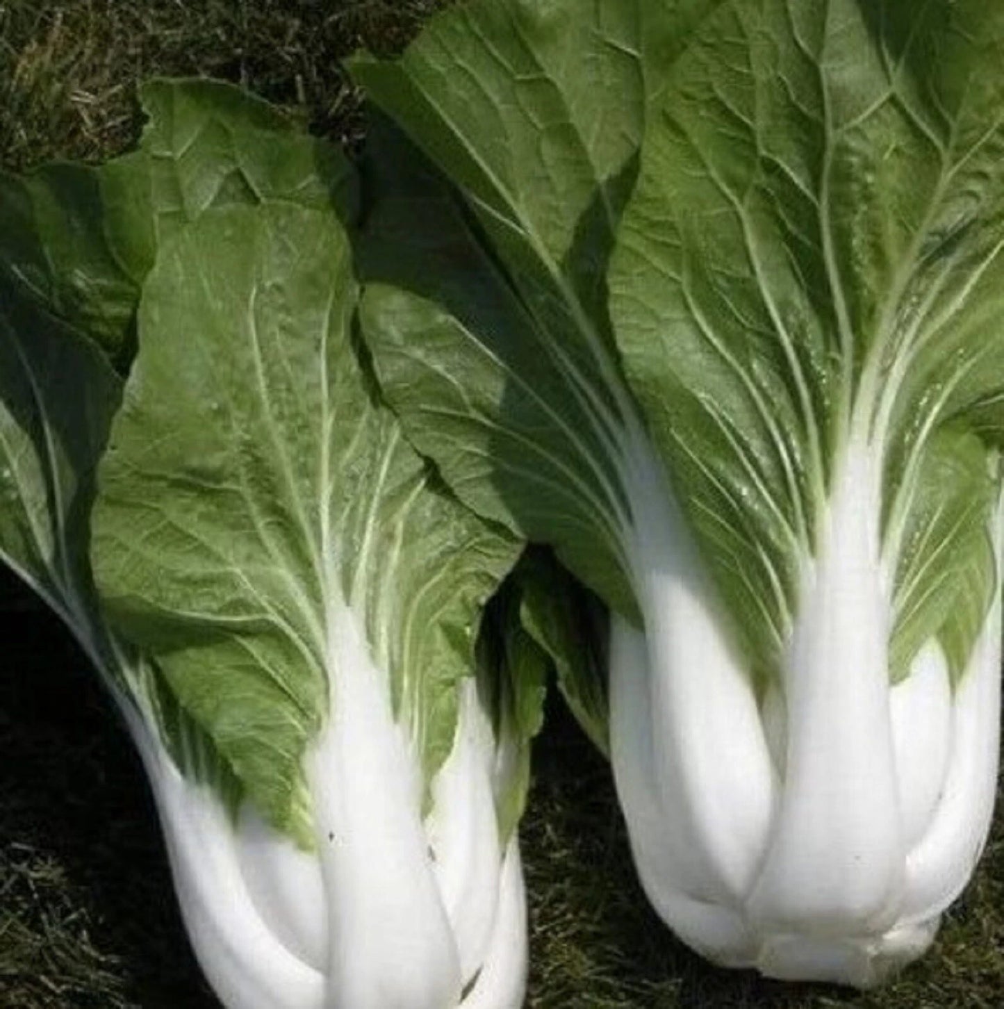 Chinese Cabbage Seeds 500 Seeds Pak Choy White Stem Brassica rapa