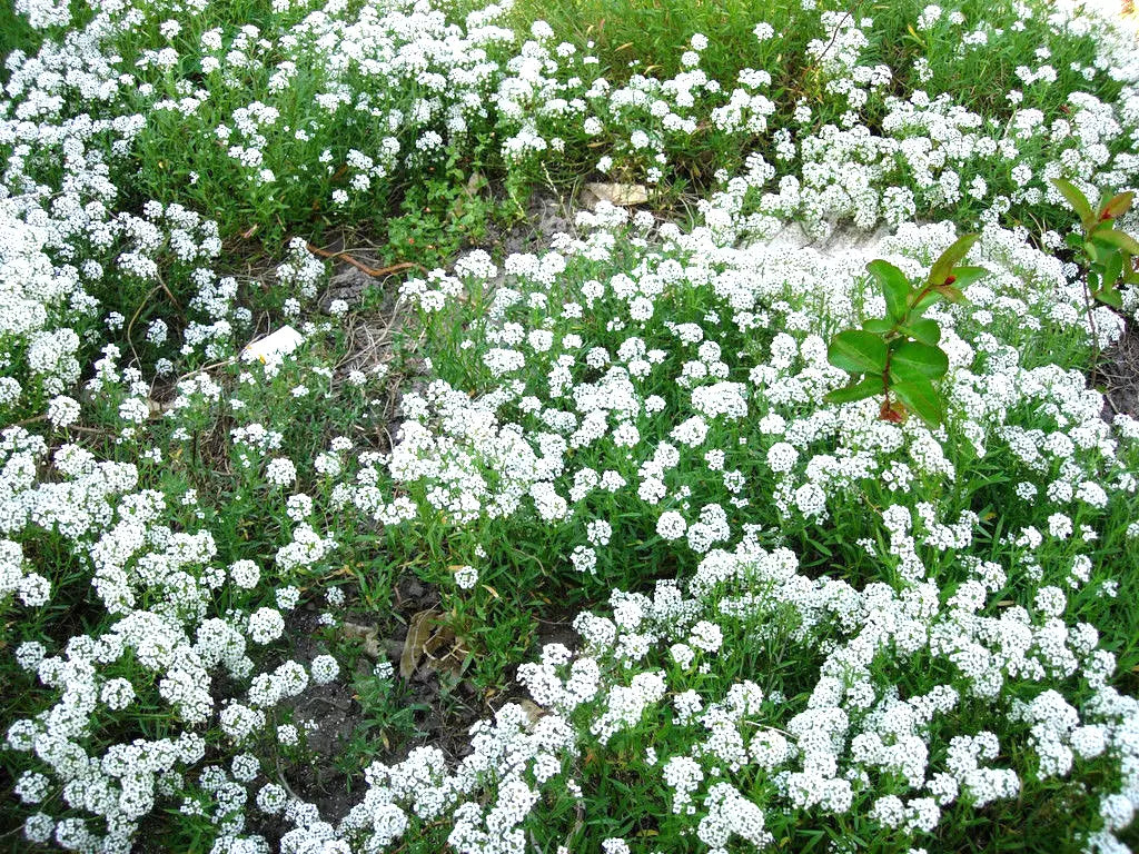 Alyssum Sweet White Flower Seeds - 1000 Count - Fragrant Annual - Lobularia maritima