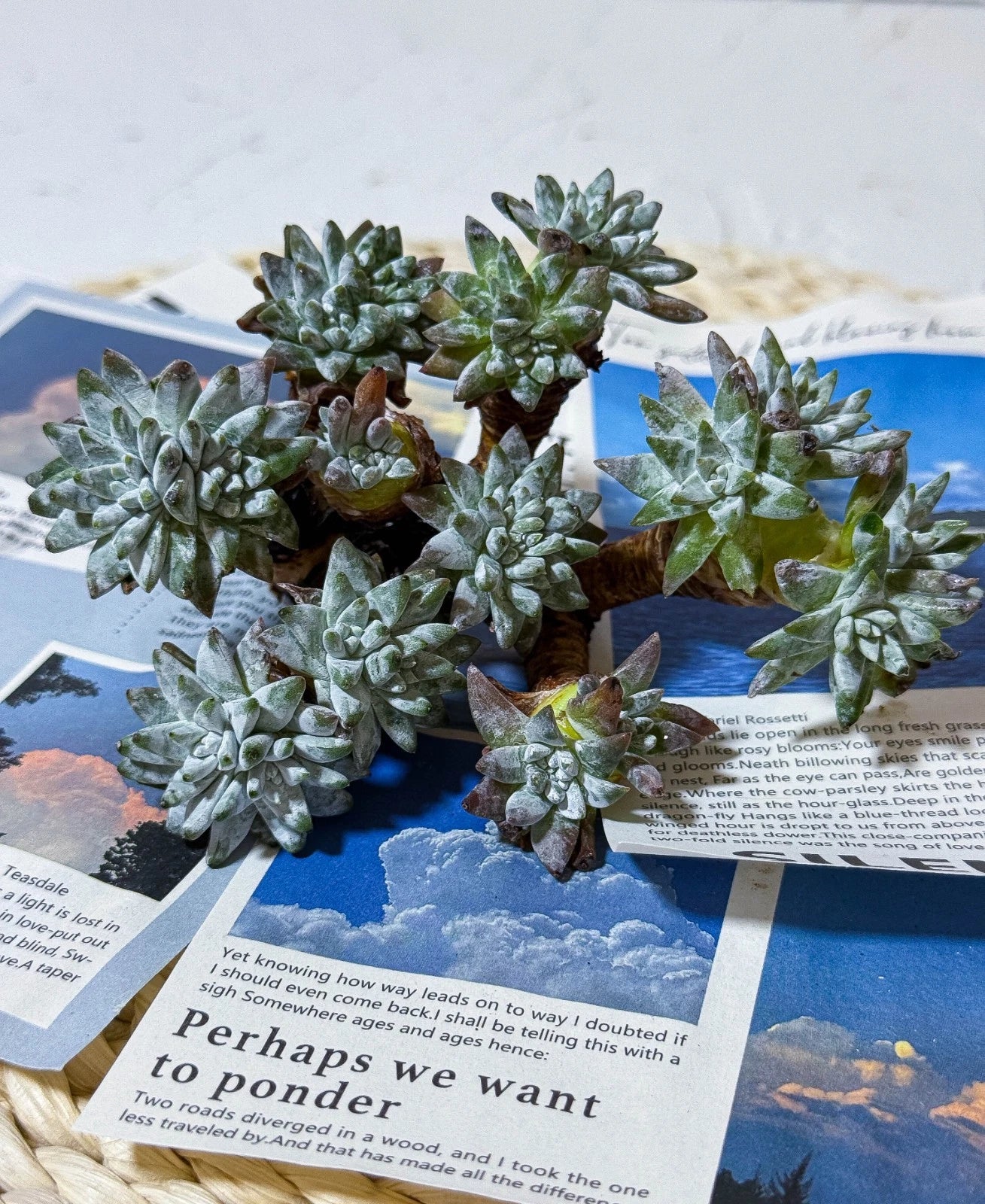 sw succulent Dudleya gnoma Succulent Plant - 3