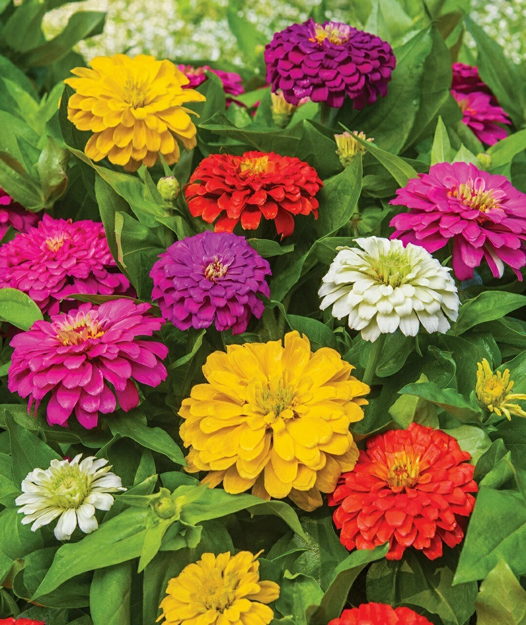 Zinnia Flower Seeds - 50 Count - California Giants - Zinnia elegans