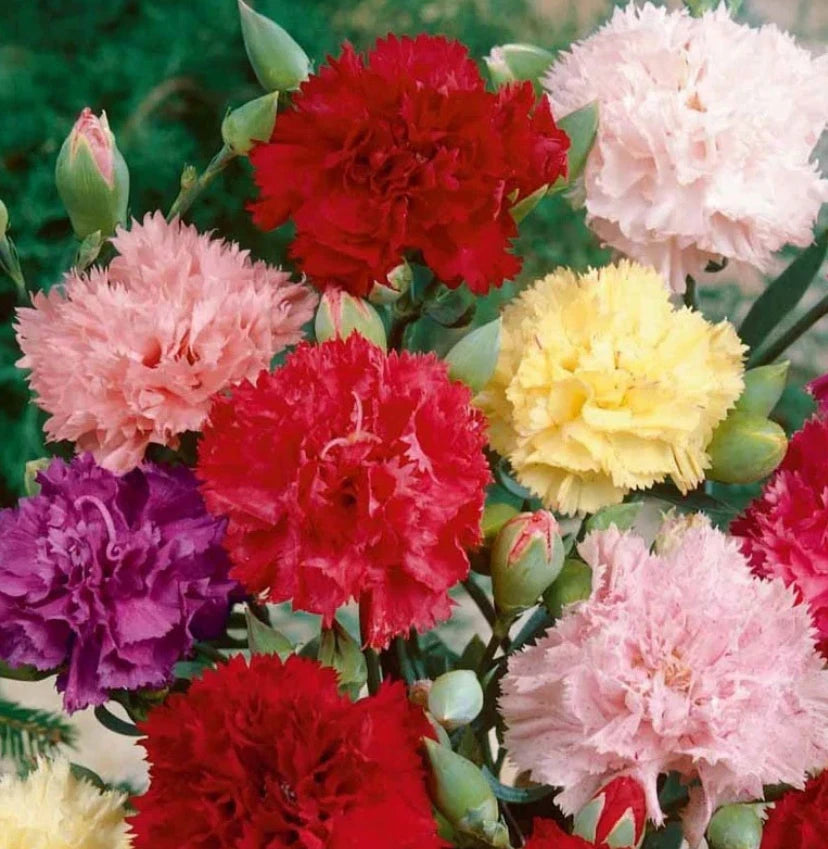 Carnation Seeds CHABAUD Mix Fragrant Cut Flowers for Pollinators Non-GMO 200 Seeds