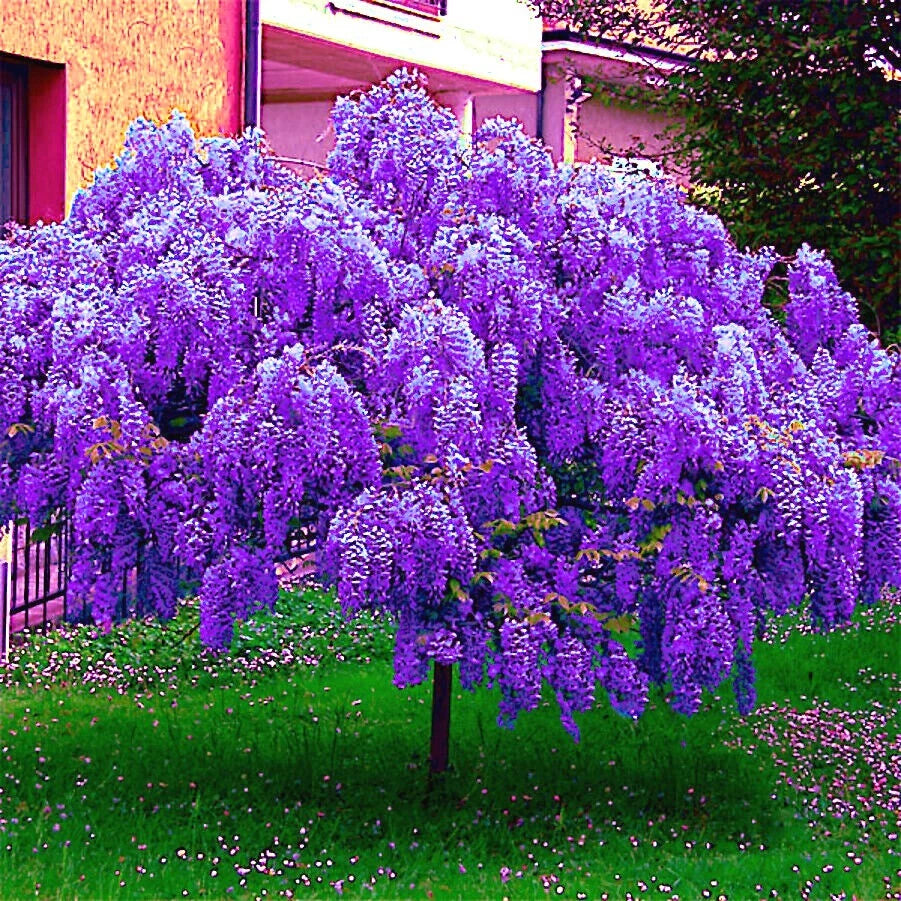 Chinese Blue Wisteria Seeds - 10 Fast Flowering Bonsai Tree Seeds (Wisteria sinensis) - Hardy Vine for Garden Planting