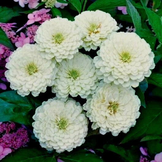 White Zinnia Flower Seeds - 126+ Count - Summer Flowering Annual Cut Flowers - Easy to Grow Garden Variety