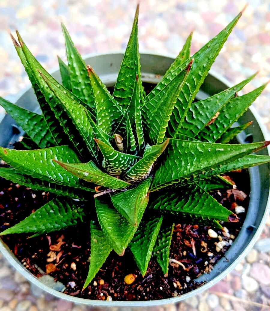 limifolia succulent GASTERIA LIMIFOLIA - 6" Mature Fairy Washboard Spiral Plant
