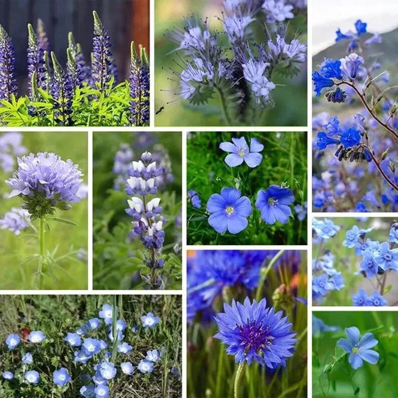 Blue Wildflower Seed Mix - Organic 200 Seeds - Native USA Wildflowers for Garden Planting