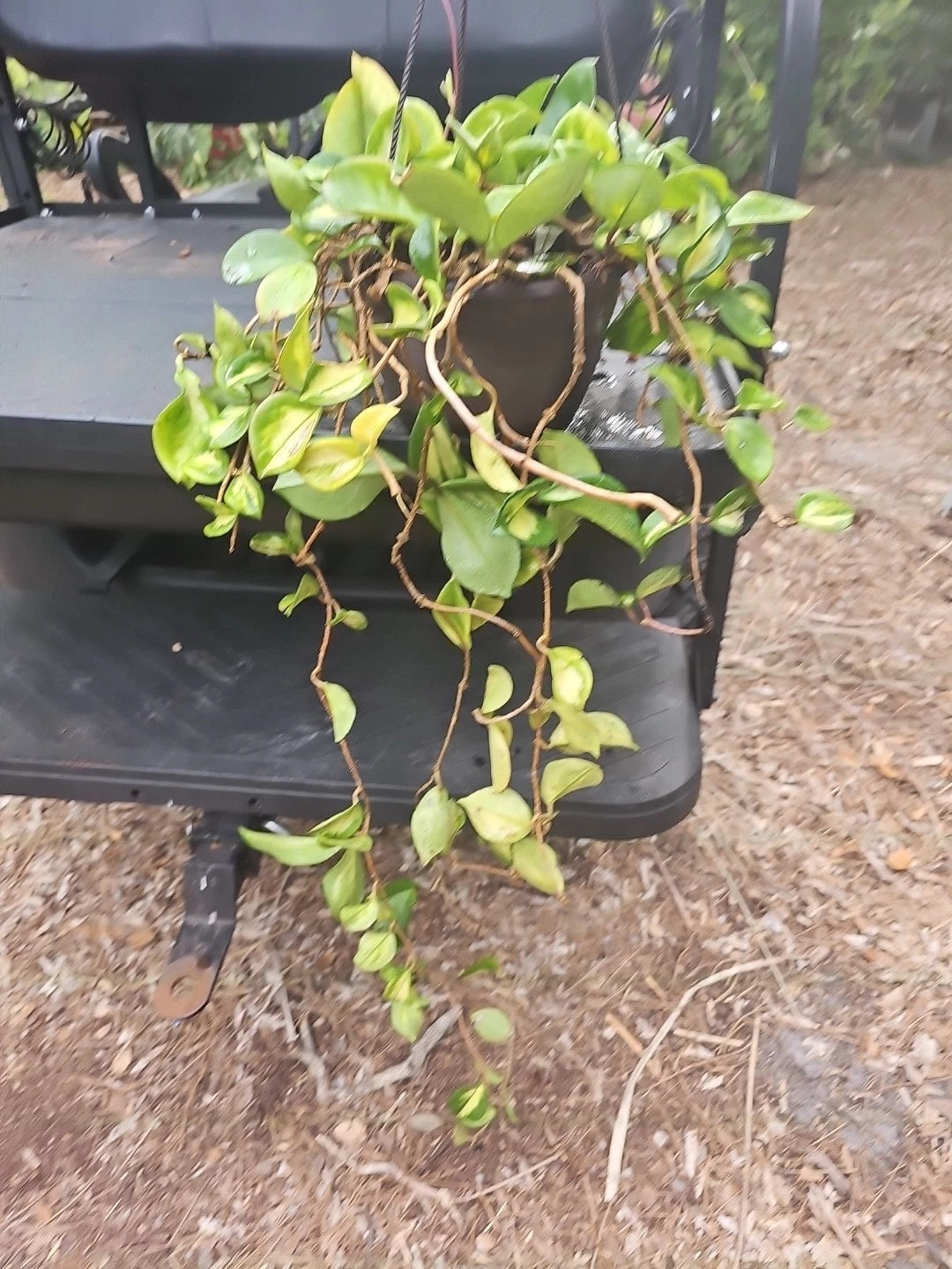 hoya plant hanging basket XL Hoya Krimson Princess 8" Hanging Basket Pot, Mature Plant, Tropical –  Jayme Garden