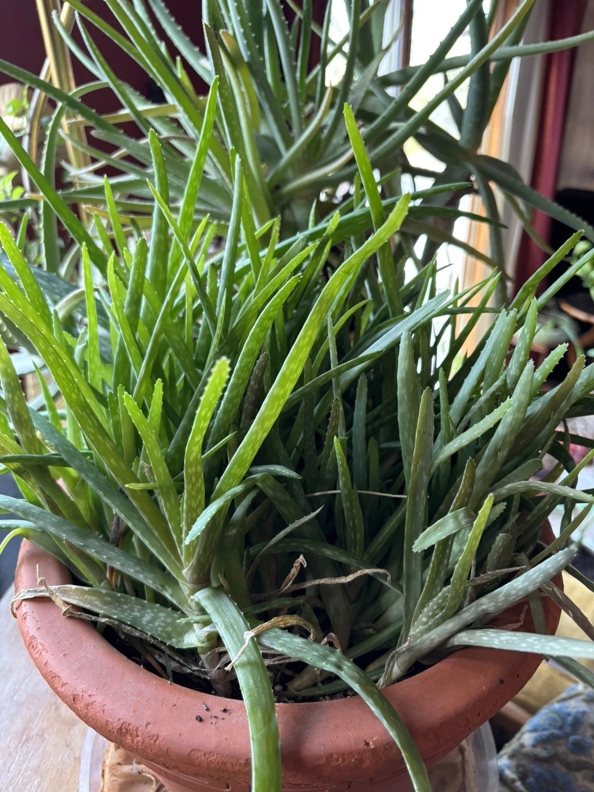 aloe chinensis Aloe Vera Chinensis Plants - 6-8 Inch Rooted Cuttings - Skin Care Saplings