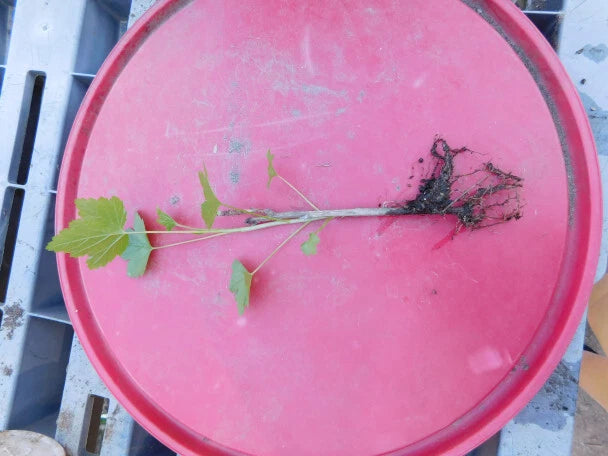 Imperial White Currant Live Rooted Plant, Fruiting Shrub, Ribes rubrum, Delicious, Zones 3-8