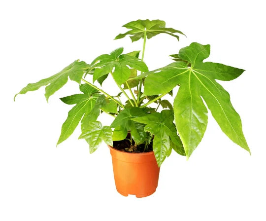 Japanese Aralia Seeds - 20 Pack | Fatsia japonica | Indoor Potted Plant or Border Plant