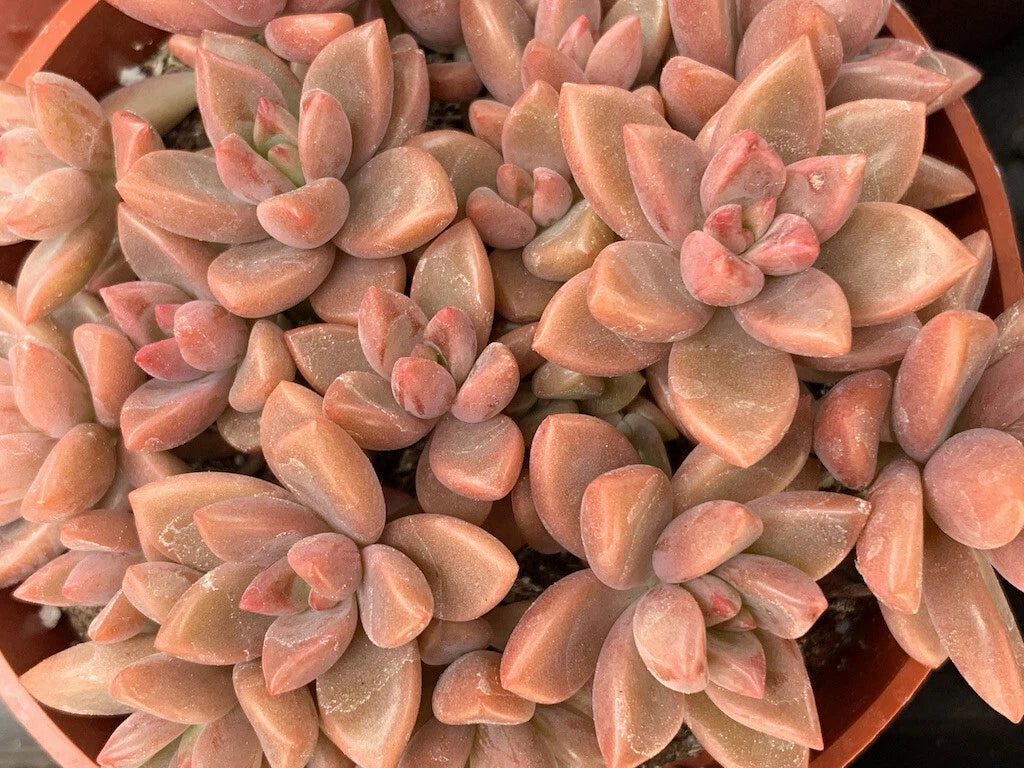 alpenglow succulent GRAPTOSEDUM "ALPENGLOW" Cuttings - 1.5" Diameter