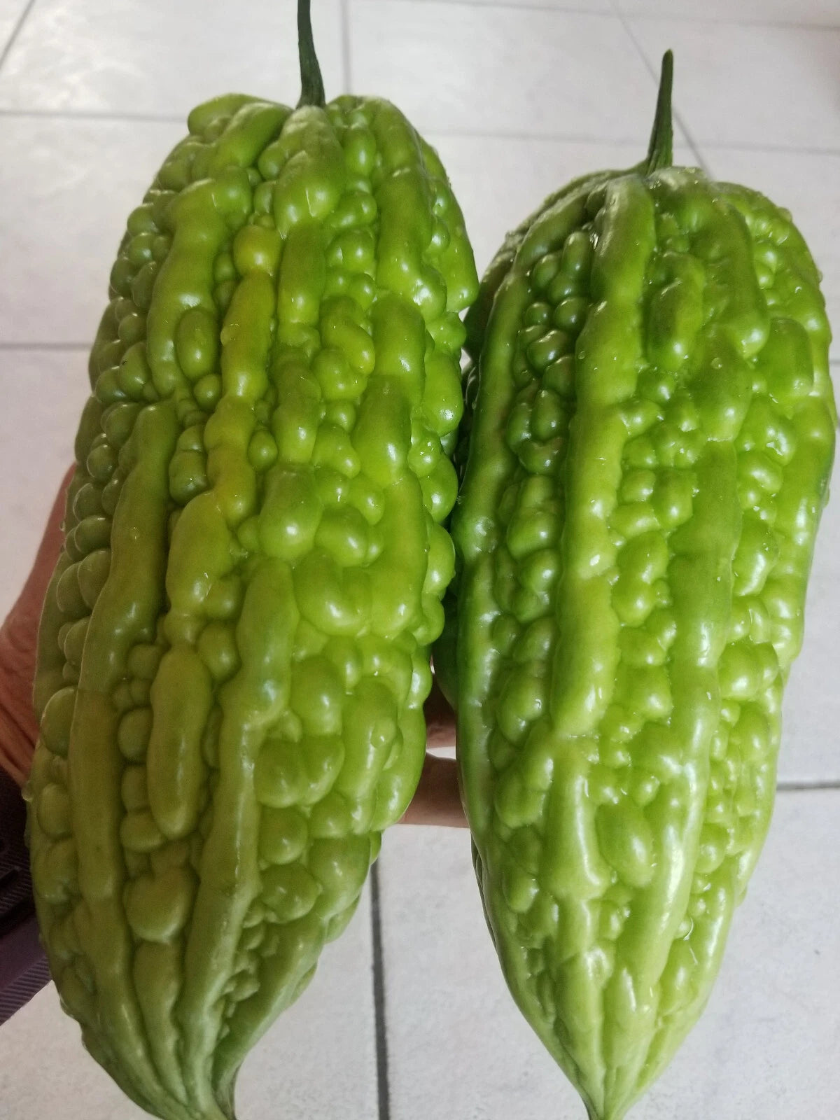 Chinese Bitter Melon Seeds - 15 Pack, Non-GMO Heirloom, Momordica charantia, Great for 2025 Season