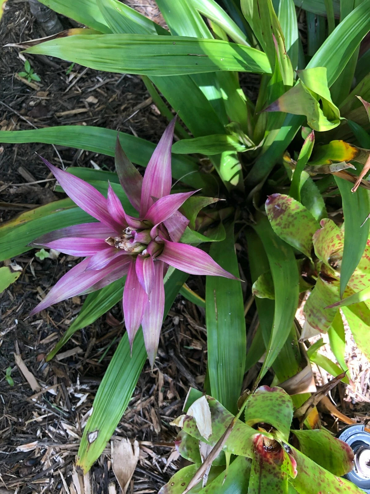 Guzmania MOONLIGHT Bromeliad Plant