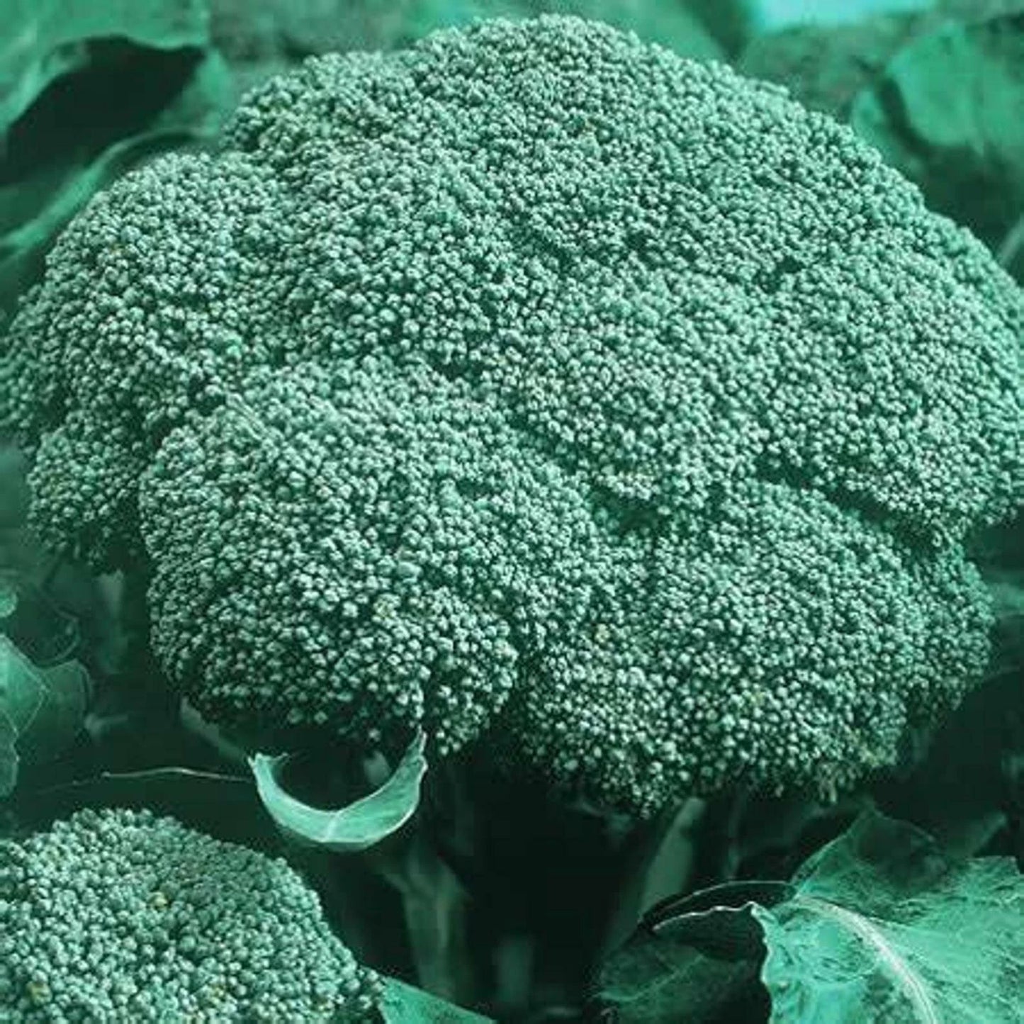 Organic Heirloom Broccoli Seeds - Green Sprouting Calabrese - 500 Seeds - Brassica oleracea