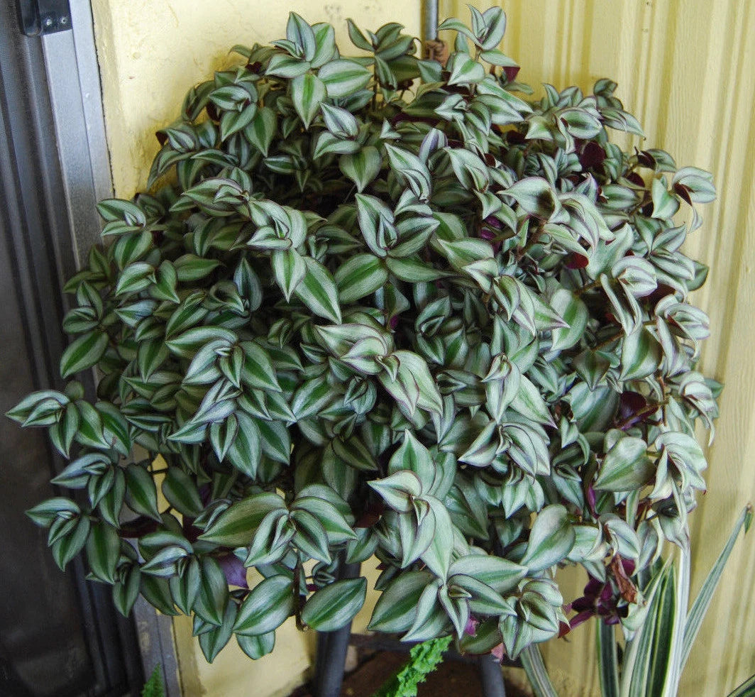 Violet Hill Tradescantia Zebrina Plant - Trailing Wandering Jew Houseplant - Easy Care Indoor Plant