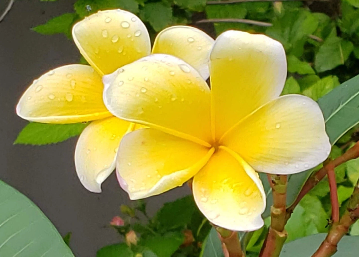 Yellow Plumeria Cuttings - Frangipani Plant Cuttings for Propagation - Tropical Flowering Plants