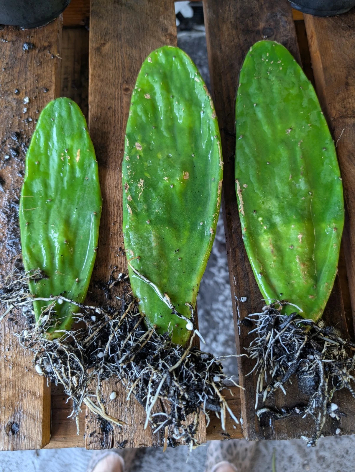 live prickly pear cactus Live Eastern Prickly Pear Cactus Pads - 3 Rooted Plants (Opuntia humifusa)