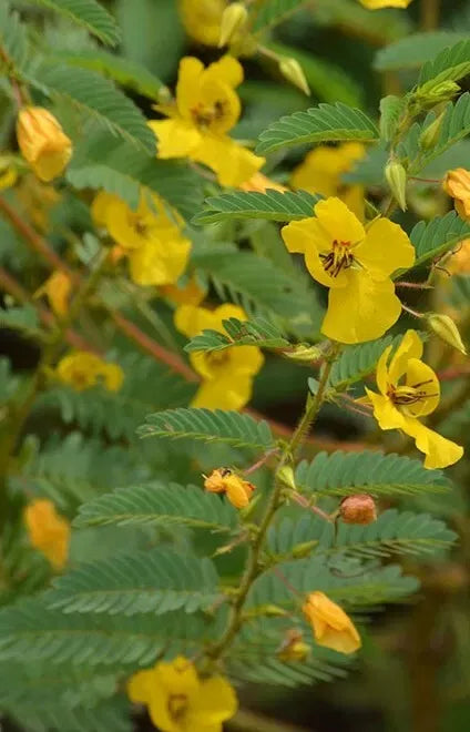 Partridge Pea Seeds 100+ Non-GMO Seeds for Planting, Chamaecrista fasciculata, Wildflower Garden