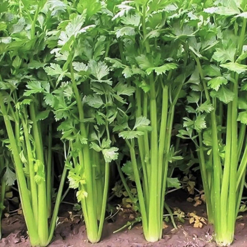 Chinese Celery Seeds - Leaf Celery Variety for 2025 Planting, Apium Graveolens Nan Ling