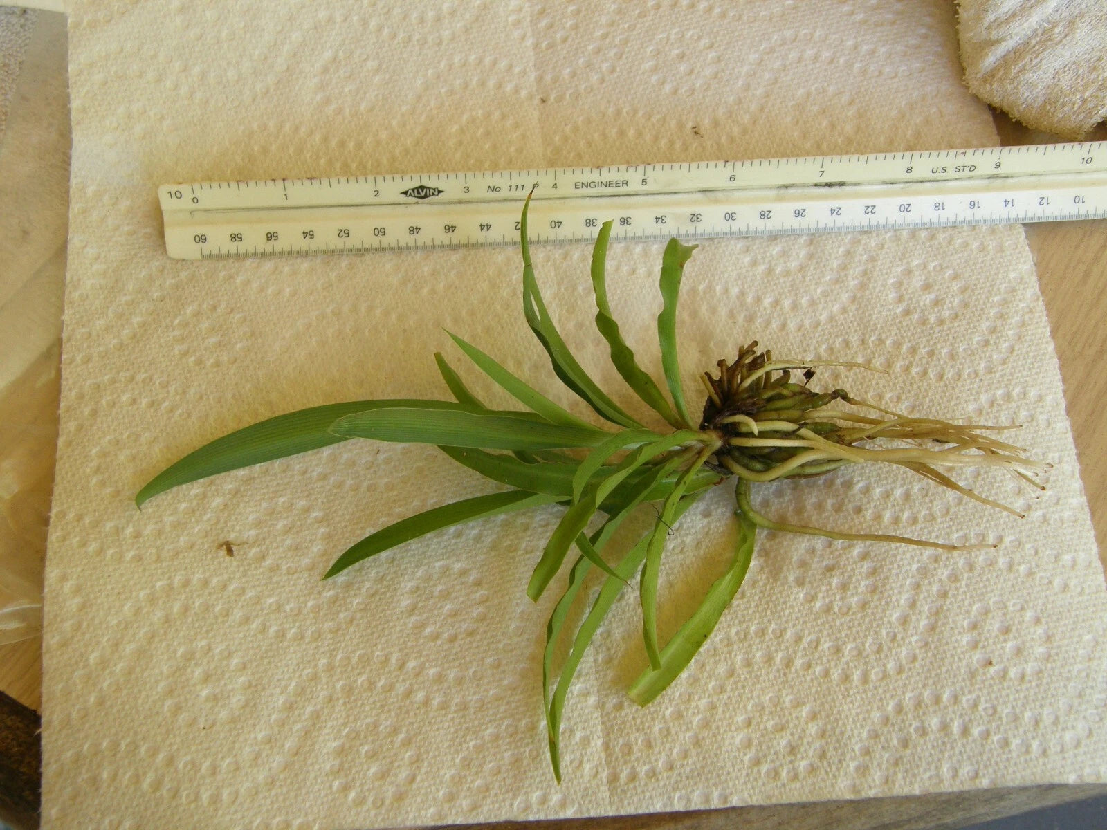 spider plant for air purification Spider Plant Bare Root Pup - Chlorophytum comosum