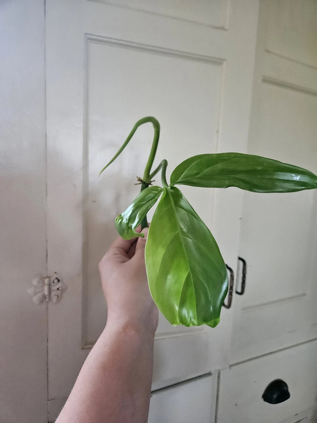 philodendron node Philodendron Tripartitum 1 Node Cutting - Rare Tropical Plant