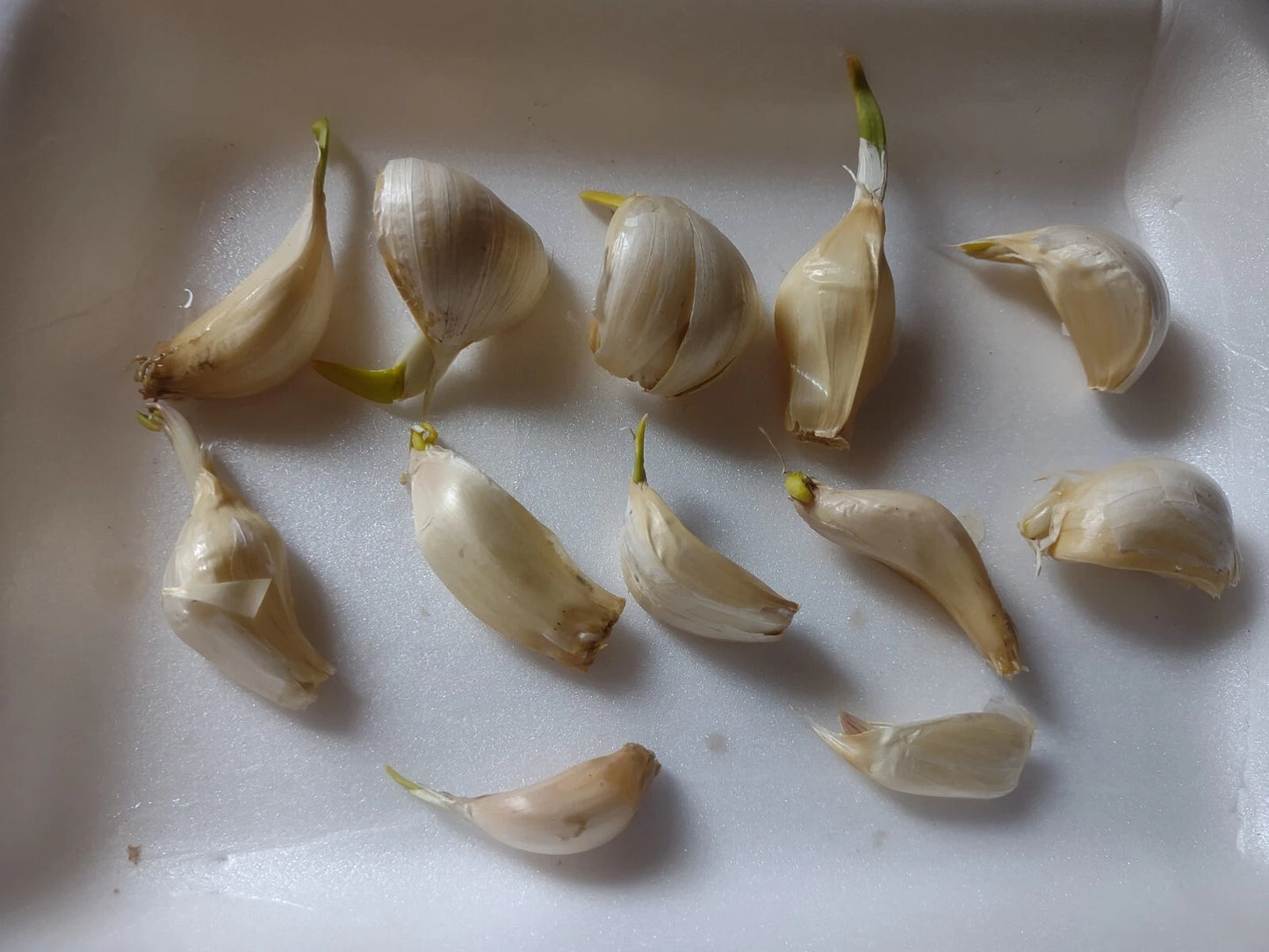 Organic Large Garlic Cloves Seeds for Planting - Allium sativum - 12 Pack