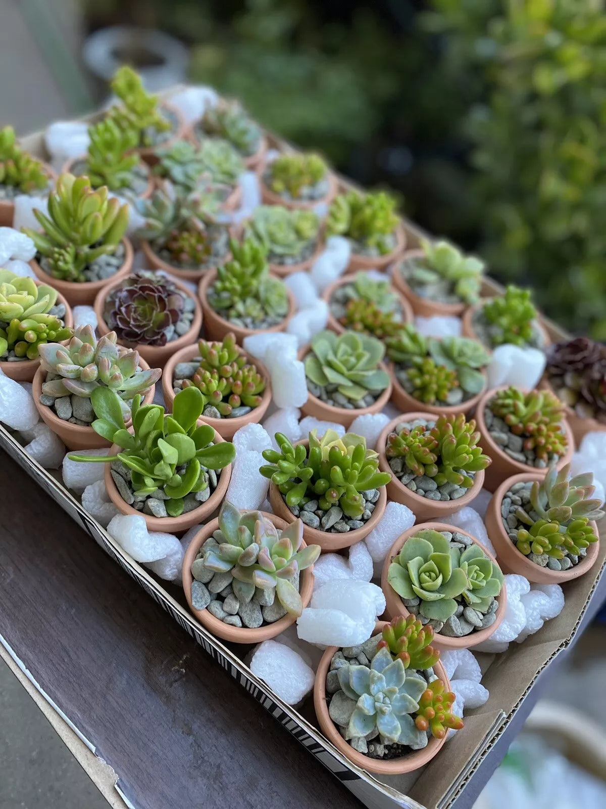 Assorted Succulent Cuttings - 25 Varieties for Party Favors