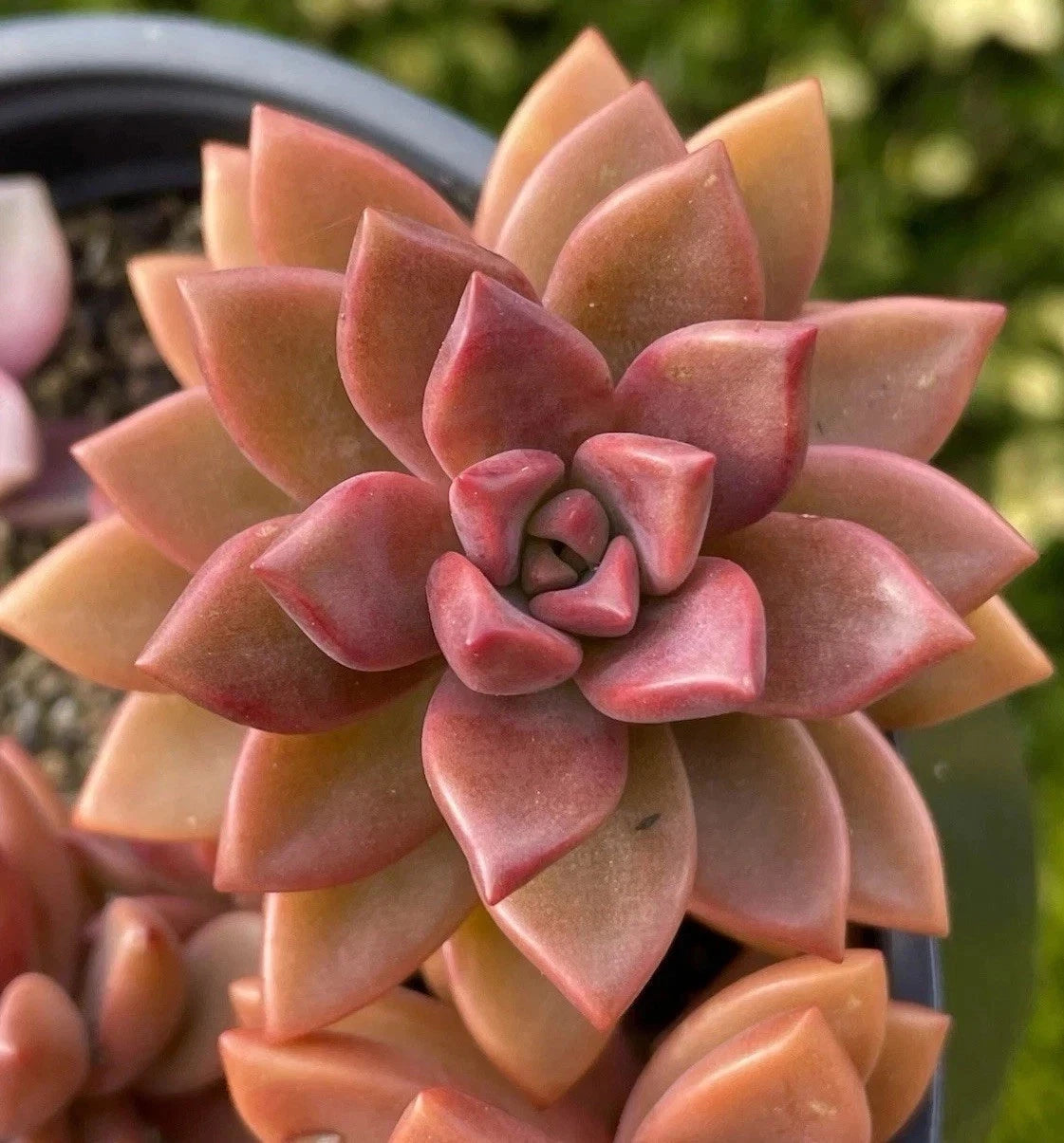 bronze succulent Graptosedum Alpenglow Bronze Succulent