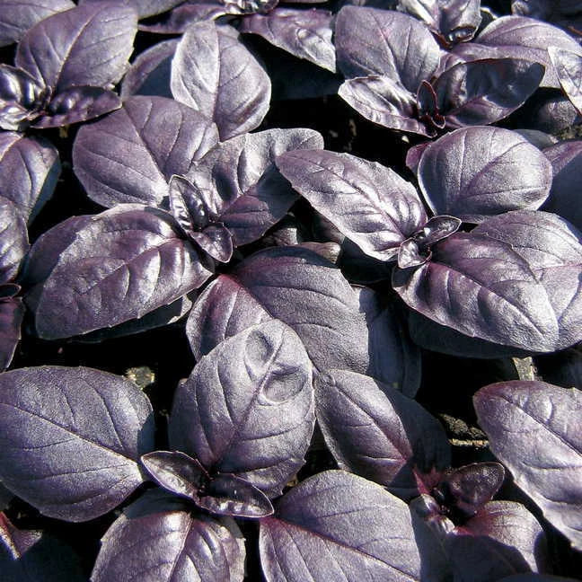 240 Seeds Basil Red Rubin Herb, Ocimum basilicum, Organic Variety, GroCo USA, Buy 15 - Ships Free