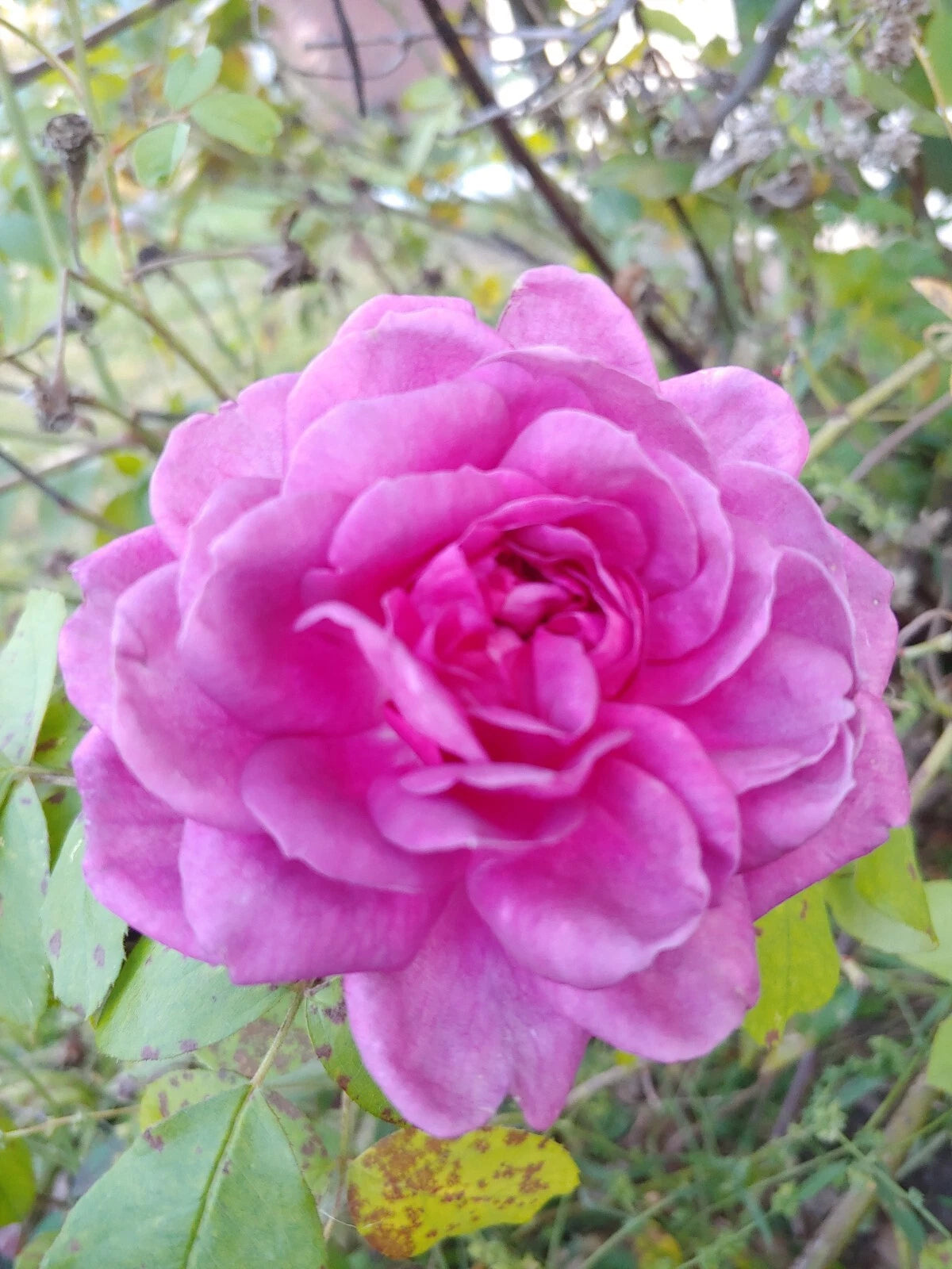 Rose Cuttings 4"-6" Lavender Crush | Fragrant Edible Jelly & Drink | Rosa spp.