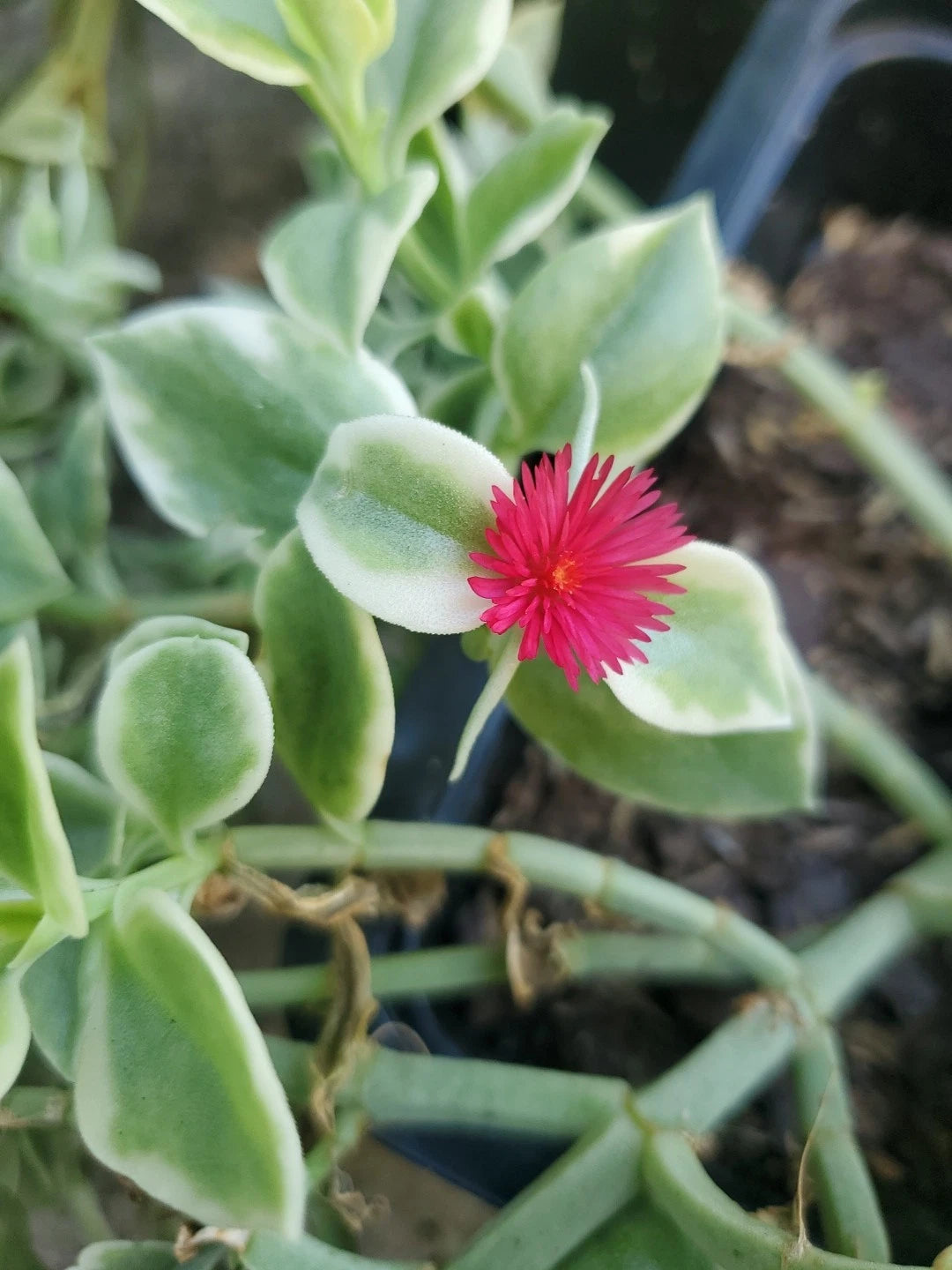 ice plant succulent ground cover Heartleaf Ice Plant Cuttings 18" Long