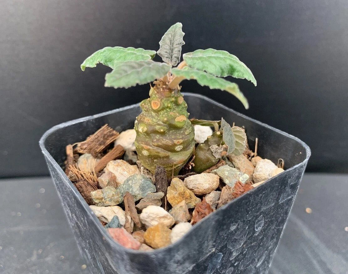hybrid succulent plants Dorstenia Hybrid Succulent Plant - Rare Well Rooted - 2" Pot