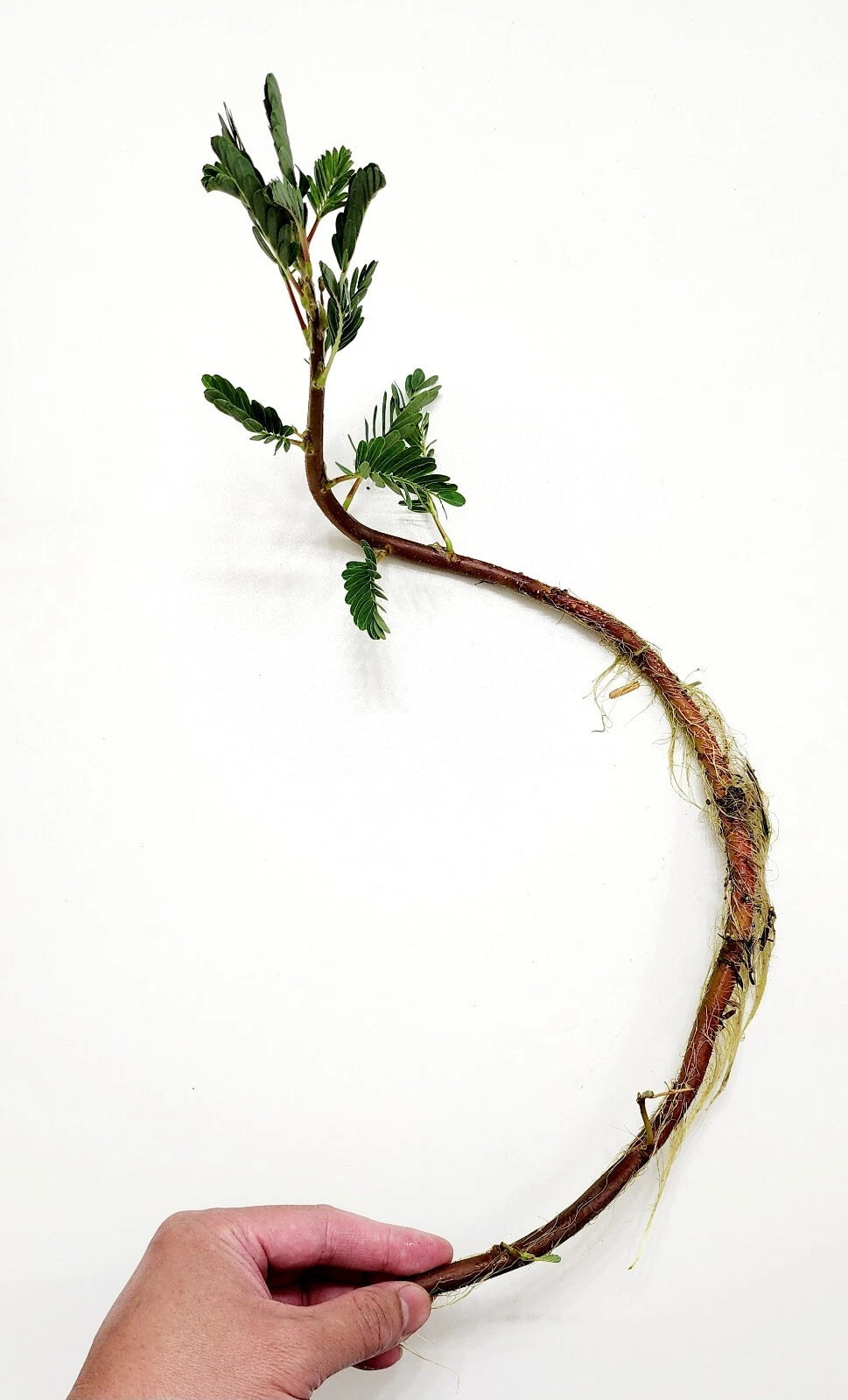 Botswana Wonder Sensitive Plant - Tropical Aquatic Pond Plant - Mimosa pudica - Live Plant for Aquatic Gardens