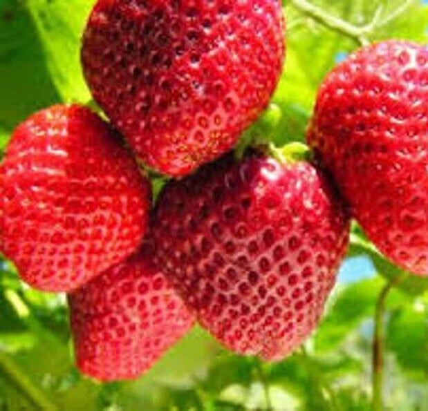 strawberry seeds organic Organic Strawberry Seeds, 50 Seeds, Fragaria, Fruit Seeds, Berry Seeds –  Jayme Garden