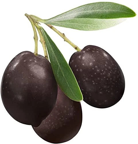 Bonsai Olive Tree Seeds | 10 Seeds | Olea europaea | Perfect for Growing Indoor or Outdoor Bonsai Trees